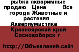 рыбки акваримные продаю › Цена ­ 30 - Все города Животные и растения » Аквариумистика   . Красноярский край,Сосновоборск г.
